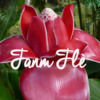 fanmfle